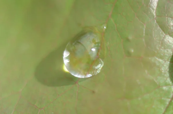 Hierba Verde Gotas Rocío Hierba Verde Gotas Lluvia Sobre Hojas — Foto de Stock