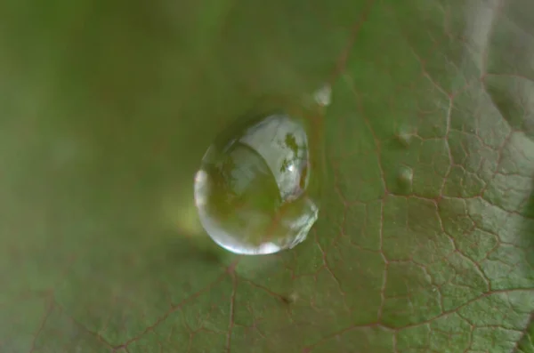 Hierba Verde Gotas Rocío Hierba Verde Gotas Lluvia Sobre Hojas — Foto de Stock