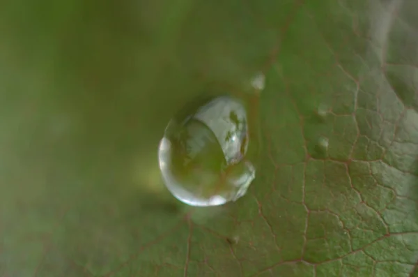 Зелена Трава Краплі Роси Зеленій Траві Дощ Зеленому Листі Вода — стокове фото