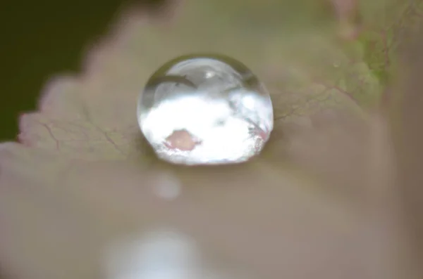 绿草上的露珠 绿叶上的雨滴 宏观照片 — 图库照片