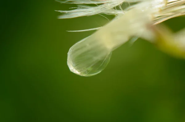 Herbe Verte Des Gouttes Rosée Sur Herbe Verte Des Gouttes — Photo