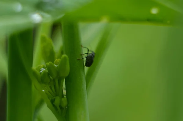 빗방울 떨어진다 Macro Photo — 스톡 사진