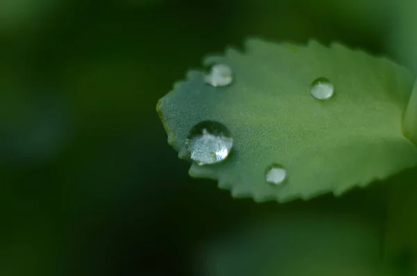 Green Grass Drops Dew Green Grass Raindrops Green Leaves Water — Stock Photo, Image
