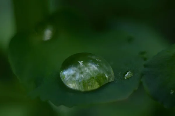 Hierba Verde Gotas Rocío Hierba Verde Gotas Lluvia Sobre Hojas —  Fotos de Stock