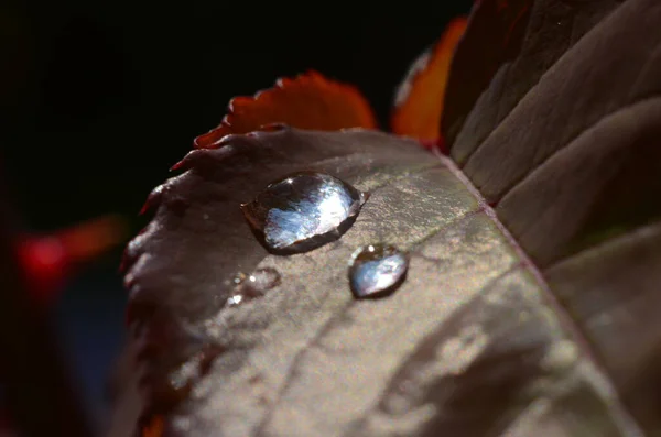 빗방울 떨어진다 Macro Photo — 스톡 사진