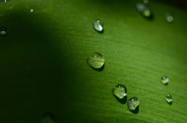 Hierba Verde Gotas Rocío Hierba Verde Gotas Lluvia Sobre Hojas —  Fotos de Stock