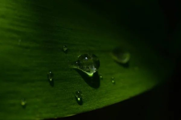 Green Grass Drops Dew Green Grass Raindrops Green Leaves Water — Stock Photo, Image