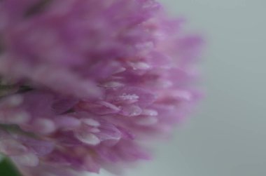 Yumuşak odaklı makro resim güzel su damlaları sabah çiğ nazik pembe yonca çiçek yaprakları doğada. Uzayı kopyala Havalı doğa arkaplanı.