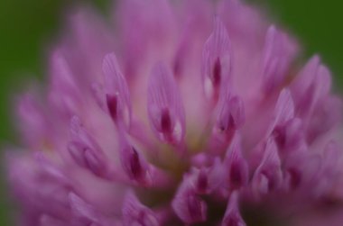 Yumuşak odaklı makro resim güzel su damlaları sabah çiğ nazik pembe yonca çiçek yaprakları doğada. Uzayı kopyala Havalı doğa arkaplanı.