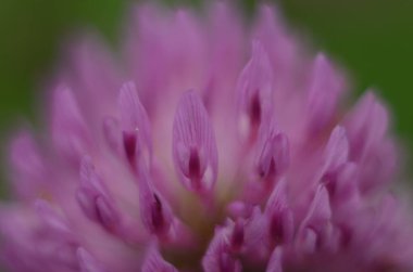 Yumuşak odaklı makro resim güzel su damlaları sabah çiğ nazik pembe yonca çiçek yaprakları doğada. Uzayı kopyala Havalı doğa arkaplanı.