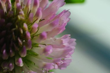 Yumuşak odaklı makro resim güzel su damlaları sabah çiğ nazik pembe yonca çiçek yaprakları doğada. Uzayı kopyala Havalı doğa arkaplanı.