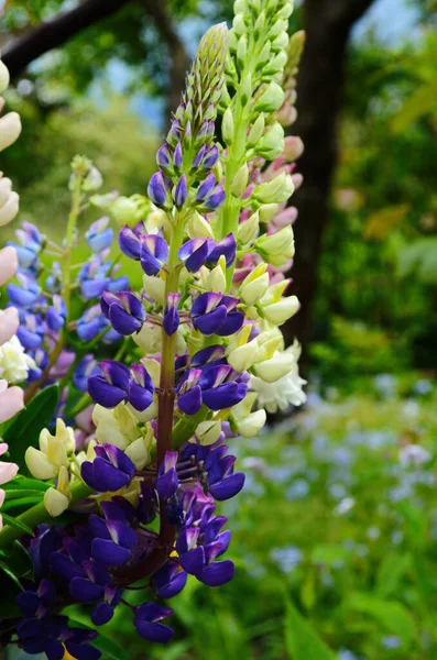 Violet and pink lupines flowering in the garden close up