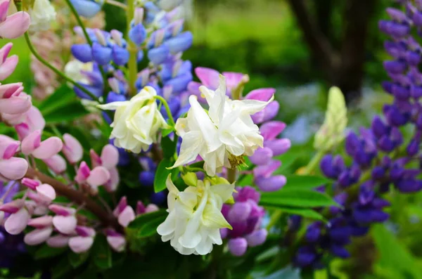 Altramuces Violetas Rosados Floreciendo Jardín Cerca —  Fotos de Stock