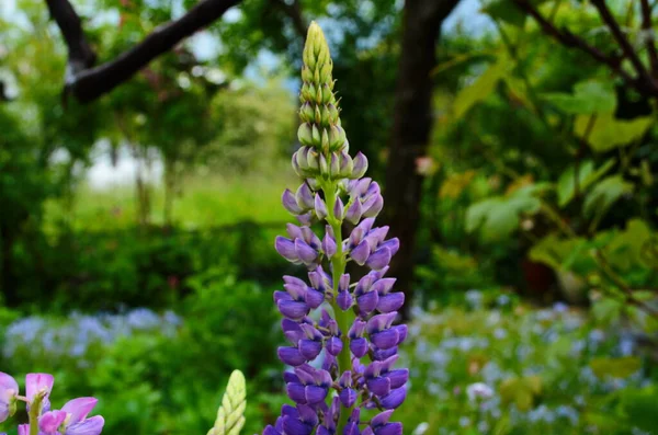 Lupins Violets Roses Fleurissant Dans Jardin Close — Photo