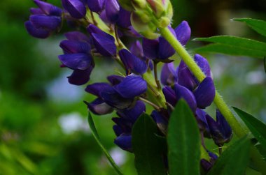 Mor ve pembe lupinler bahçede çiçek açıyor. Kapatın.