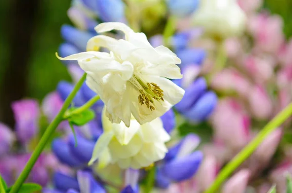 Violet Pink Lupines Flowering Garden Close — Stock Photo, Image