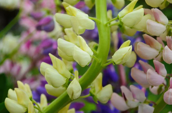 Violet Roze Lupine Bloeiend Tuin Close — Stockfoto