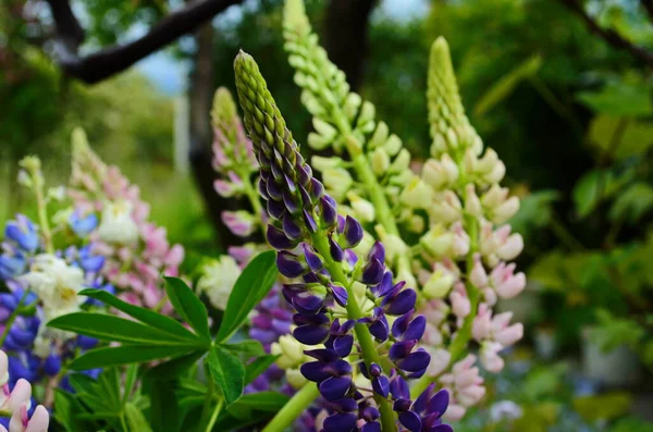 Pinheiros Violeta Rosa Floração Jardim Perto — Fotografia de Stock