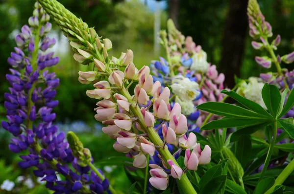 近くの庭に咲くバイオレットとピンクのライン — ストック写真