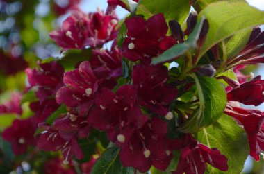 Baharda çiçek açan Weigela çiçekleri bahçede.