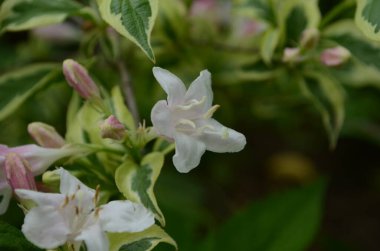 Baharda çiçek açan Weigela çiçekleri bahçede.