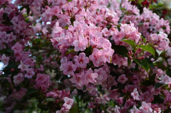 Kwitnące Wiosną Weigela Kwiaty Ogrodzie — Zdjęcie stockowe