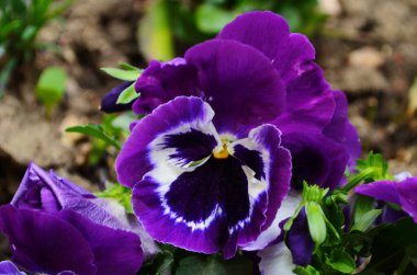 Bahçedeki güzel renkli hanım evlatları. Bahar çiçekliklerinde seçici bir odak noktası olan canlı nonoşlar. Çiçek yaz arkaplanı. Çok renkli romantik hanım evlatları çiçek açıyor. Bahar geldi.