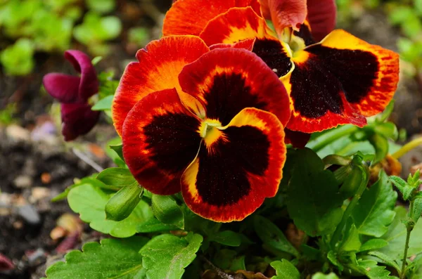 Belos Pansies Coloridos Jardim Flores Pansy Vívidas Nos Canteiros Flores — Fotografia de Stock