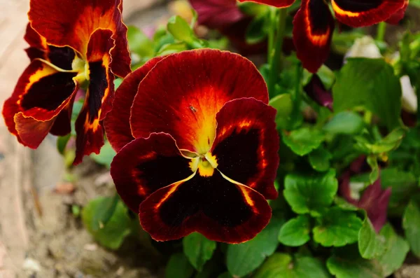 Beautiful colorful pansies in the garden. Vivid pansy flowers at the spring flowerbeds with selective focus. Flower summer background. Multicolored romantic pansies blooming. Spring time