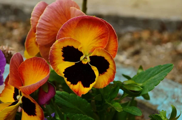 Prachtige Kleurrijke Viooltjes Tuin Levendige Pansy Bloemen Lente Bloemperken Met — Stockfoto