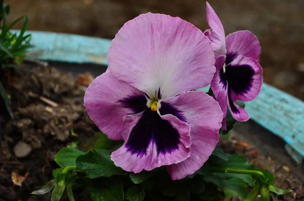 Belos Pansies Coloridos Jardim Flores Pansy Vívidas Nos Canteiros Flores — Fotografia de Stock