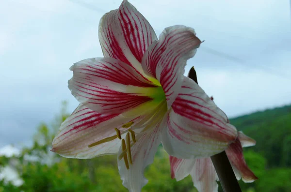 Egy Hippeastrum Correiense Közelsége Egy Virágzó Évelő Lágyszárú Hagyma Növény — Stock Fotó