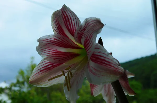 Primer Plano Hippeastrum Correiense Una Planta Bulbosa Herbácea Perenne Floreciente —  Fotos de Stock