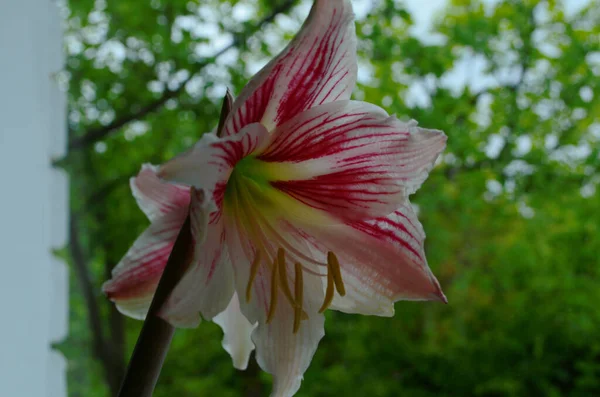 Egy Hippeastrum Correiense Közelsége Egy Virágzó Évelő Lágyszárú Hagyma Növény — Stock Fotó