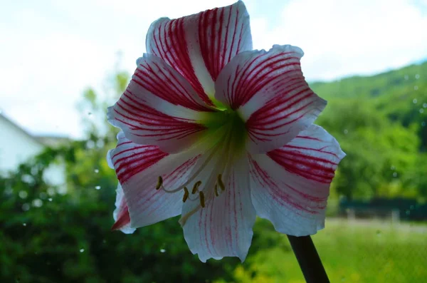 Egy Hippeastrum Correiense Közelsége Egy Virágzó Évelő Lágyszárú Hagyma Növény — Stock Fotó