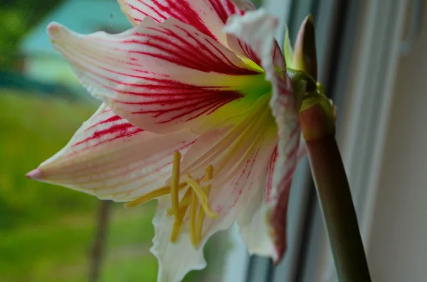 Egy Hippeastrum Correiense Közelsége Egy Virágzó Évelő Lágyszárú Hagyma Növény — Stock Fotó