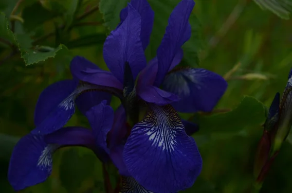 Violet Blauwe Iris Bloemen Close Groene Tuin Achtergrond Zonnige Dag — Stockfoto