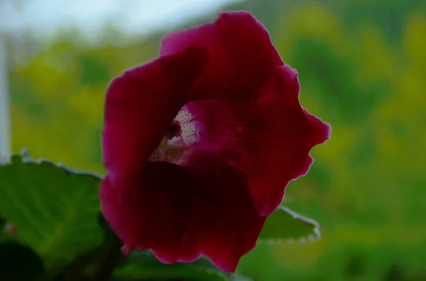 Růžová Gloxinia Letní Květina Květináči — Stock fotografie