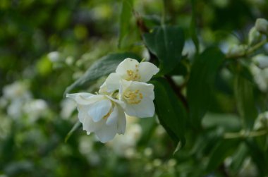 Yasemin çiçekleri çalılıklarda açar güneşli bir günde