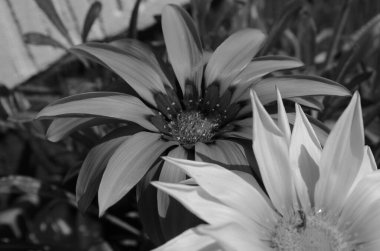 Yaz çiçek serisi, Gazania rigens çiçekleri makrosu.