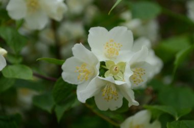 Yasemin çiçekleri çalılıklarda açar güneşli bir günde