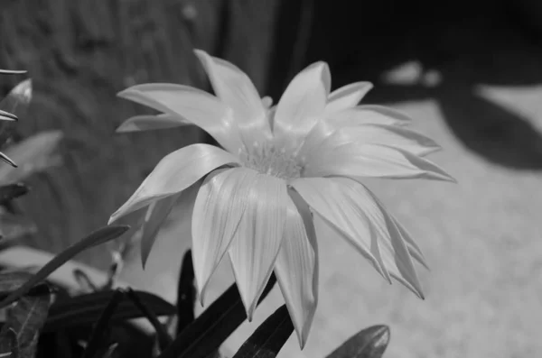 Verano Serie Flores Macro Gazania Rigens Flores — Foto de Stock