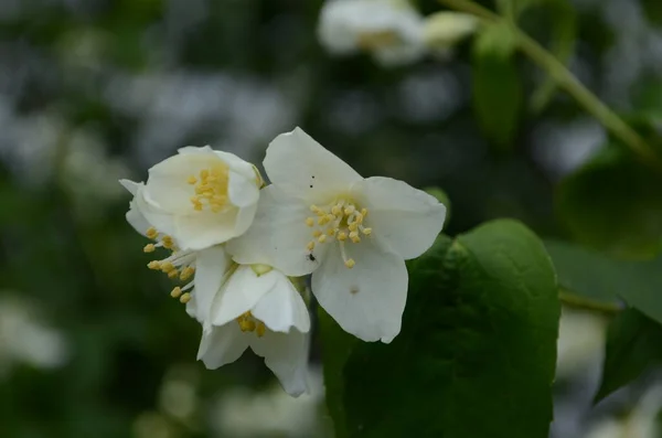 Jasmine Flowers Blossoming Bush Sunny Day — Stock Photo, Image