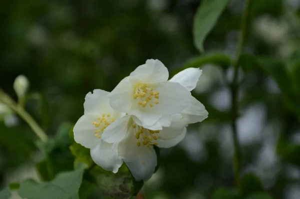 Jasmine Flowers Blossoming Bush Sunny Day — Stock Photo, Image