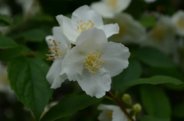 Jasmine Flowers Blossoming Bush Sunny Day — Stock Photo, Image