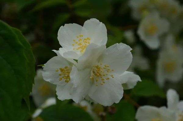 Jasmine Flowers Blossoming Bush Sunny Day — Stock Photo, Image