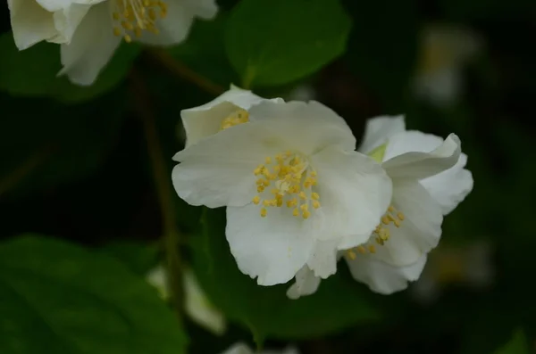 Flores Jazmín Floreciendo Los Arbustos Día Soleado — Foto de Stock