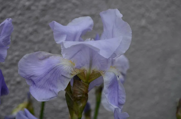 Close Dari Biru Kabur Latar Belakang Hijau Tanaman Abadi Dengan — Stok Foto