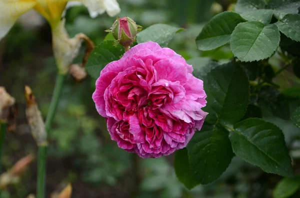 Belles Fleurs Roses Maison Thé Dans Lit Jardin — Photo