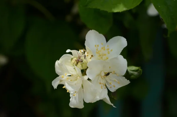 Jasmine Flowers Blossoming Bush Sunny Day — Stock Photo, Image